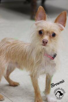 Chihuahua and Terrier Dogs Available for Adoption in Dunkirk, New York - Brownie | PetCurious