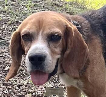 Rescue Beagle Dogs for Adoption in Tomball, Texas - Joker | PetCurious