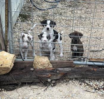 7 Catahoula pups -  Catahoula Leopard Dog Dog for Adoption in New Braunfels, Texas - 7 Catahoula Pups | PetCurious