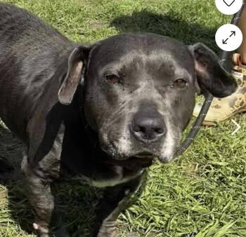 Gloria -  Pit Bull Terrier and American Staffordshire Terrier Dog for Adoption in New York, New York - Gloria | PetCurious