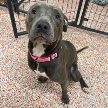 Oliver -  American Staffordshire Terrier Dog for Adoption in Kerrville, Texas - Oliver | PetCurious