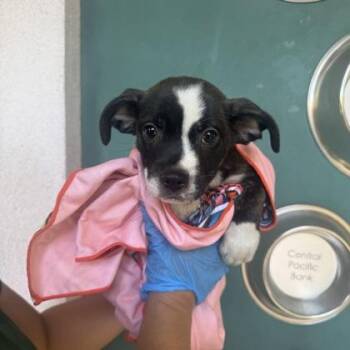 Mufasa -  Pit Bull Terrier and Mixed Breed Dog for Adoption in Honolulu, Hawaii - Mufasa | PetCurious
