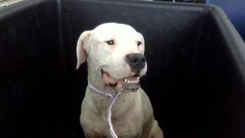 DEBO -  Mixed Breed Dog for Adoption in Dallas, Texas - DEBO | PetCurious