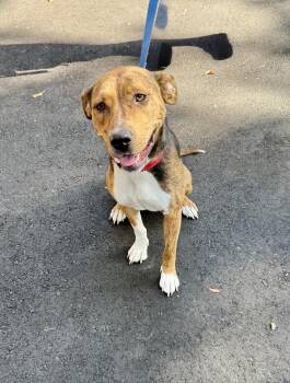 Polly -  Shepherd and Hound Dog for Adoption in Greenlawn, New York - Polly | PetCurious