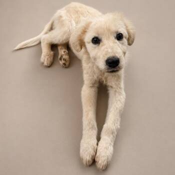 Cassia -  Great Pyrenees Dog for Adoption in Phoenix, Arizona - Cassia | PetCurious