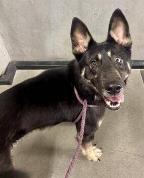 RAINIER -  German Shepherd Dog and Mixed Breed Dog for Adoption in San Francisco, California - RAINIER | PetCurious