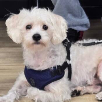 Kobe -  Mixed Breed Dog for Adoption in Newark, New Jersey - Kobe | PetCurious