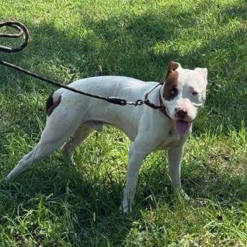 Manwich -  Pit Bull Terrier Dog for Adoption in East St. Louis, Illinois - Manwich | PetCurious