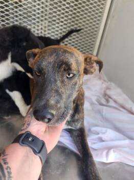 Thia - URGENT -  Pit Bull Terrier Dog for Adoption in Thousand Oaks, California - Thia - URGENT | PetCurious