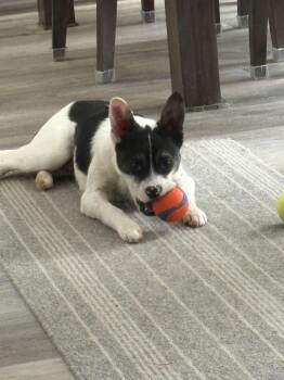 Terrier and Mixed Breed Dogs Available for Adoption in Winnipeg, Manitoba - Bennie | PetCurious