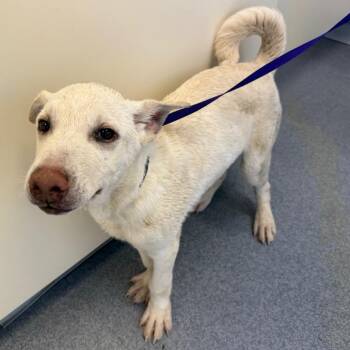 Krypto (aka Brady) -  Husky and Shepherd Dog for Adoption in Oakville, Washington - Krypto (aka Brady) | PetCurious