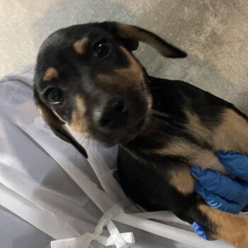 Shepherd and Terrier Dogs Available for Adoption in Edinburg, Texas - Christian | PetCurious