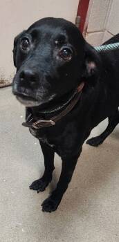 Rescue Labrador Retriever and Mixed Breed Dogs for Adoption in Spartanburg, South Carolina - Bonnie | PetCurious