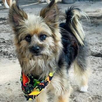 Rescue Yorkshire Terrier Dogs for Adoption in San Diego, California - Chewbacca | PetCurious