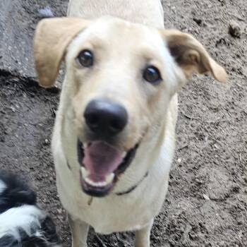 Yellow Labrador Retriever and Husky Dogs Available for Adoption in Melrose, Florida - Clive | PetCurious