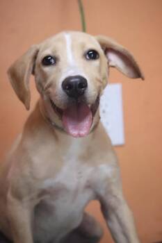 Dixie Bell -  Labrador Retriever Dog for Adoption in Statesville, North Carolina - Dixie Bell | PetCurious