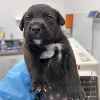Mixed Breed Dogs Available for Adoption in Bentonville, Arkansas - Penguin | PetCurious