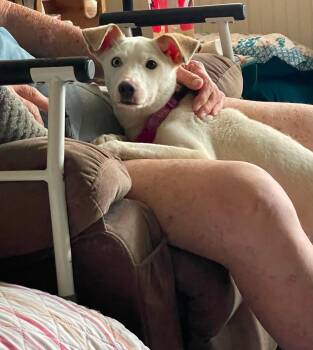 Smooth Fox Terrier Dogs Available for Adoption in Florissant, Missouri - Daisy Jene | PetCurious
