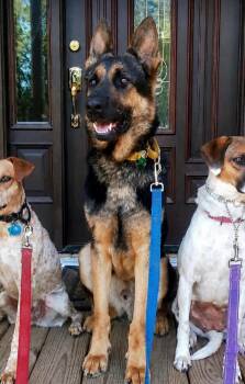 Zeke -  German Shepherd Dog Dog for Adoption in Charleston, South Carolina - Zeke | PetCurious