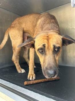 MAX -  German Shepherd Dog and Mixed Breed Dog for Adoption in Conroe, Texas - MAX | PetCurious