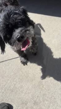 Oreo -  Shih Tzu and Chihuahua Dog for Adoption in Holly Springs, North Carolina - Oreo | PetCurious