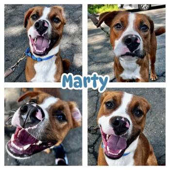 Rescue Boxer and Labrador Retriever Dogs for Adoption in Ringwood, New Jersey - Marty | PetCurious