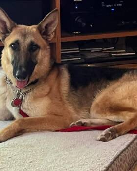 Lilly -  German Shepherd Dog Dog for Adoption - Lilly | PetCurious