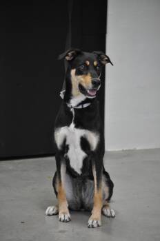 Rescue Doberman Pinscher and Mixed Breed Dogs for Adoption in Miami, Florida - HONEY-TRAINED DOG | PetCurious