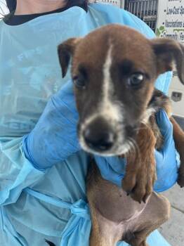 Winter - URGENT -  Shepherd Dog for Adoption in Thousand Oaks, California - Winter - URGENT | PetCurious
