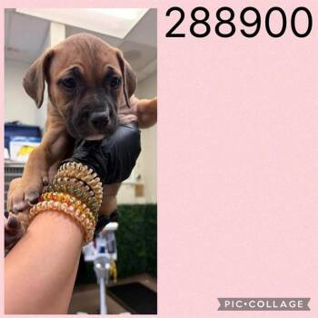 A288900 -  Mixed Breed Dog for Adoption in Macon, Georgia - A288900 | PetCurious