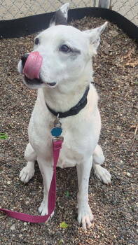 Rescue Shepherd and Hound Dogs for Adoption - Mrs. Moose | PetCurious