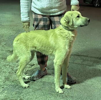 Rescue Golden Retriever and Labrador Retriever Dogs for Adoption in Hinton, West Virginia - Cane (2yo, 45Lbs) | PetCurious