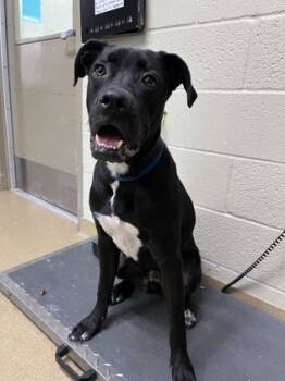 Rescue Boxer and Pit Bull Terrier Dogs for Adoption in Lewisville, Texas - Turkey | PetCurious