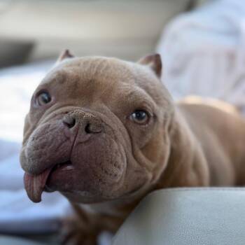 American Bulldog and Mixed Breed Dogs Available for Adoption in Sinking Spring, Pennsylvania - Tokyo | PetCurious