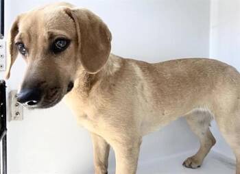 Redbone Coonhound Dogs Available for Adoption in Houston, Texas - A656020 | PetCurious