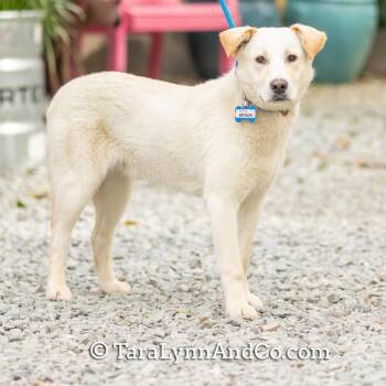 Labrador Retriever Dogs Available for Adoption in Wake Forest, North Carolina - Bryson | PetCurious