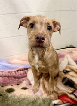 Terrier Dogs Available for Adoption in Fort Myers, Florida - PIERRE | PetCurious