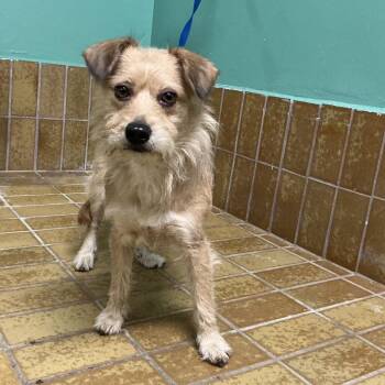 IVHS-Stray-139408 -  Terrier and Mixed Breed Dog for Adoption in San Gabriel, California - IVHS-Stray-139408 | PetCurious