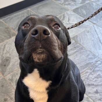 Alfred -  American Bulldog and Rottweiler Dog for Adoption in Clearwater, Florida - Alfred | PetCurious