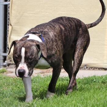 Phoenix -  Pit Bull Terrier Dog for Adoption in Port Washington, New York - Phoenix | PetCurious
