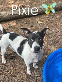 Pixie -  Jack Russell Terrier Dog for Adoption in Little Rock, Arkansas - Pixie | PetCurious