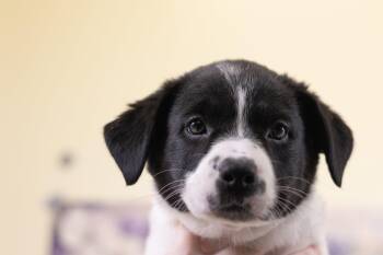 Australian Cattle Dog Blue Heeler and Terrier Dogs Available for Adoption in Whitestown, Indiana - Rosay | PetCurious