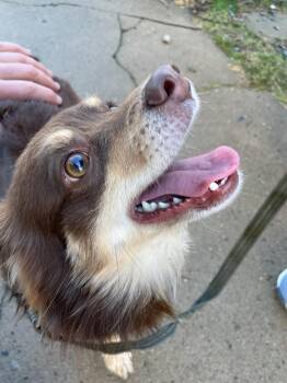 Rescue Pomeranian and Chihuahua Dogs for Adoption in Worcester, Massachusetts - Diesel | PetCurious