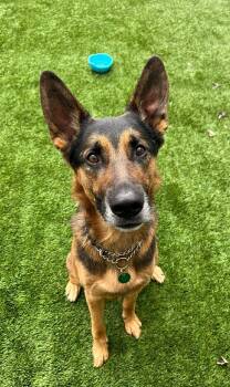 German Shepherd Dog Dogs Available for Adoption in Delson, Quebec - Browser | PetCurious