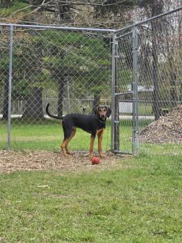 Bear -  Black And Tan Coonhound Dog for Adoption in Standish, Michigan - Bear | PetCurious