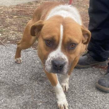 Neal -  Mixed Breed Dog for Adoption in Huntington, West Virginia - Neal | PetCurious
