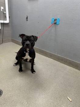 Rescue Pit Bull Terrier Dogs for Adoption in Las Vegas, Nevada - BLUE | PetCurious