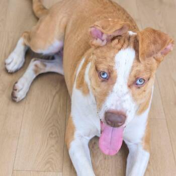 Heavenly -  Pit Bull Terrier Dog for Adoption in Brewton, Alabama - Heavenly | PetCurious
