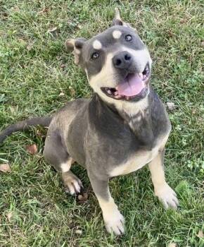 Draco -  Pit Bull Terrier Dog for Adoption in Glasgow, Kentucky - Draco | PetCurious