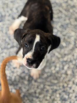Opal -  Boxer Dog for Adoption in Elkhorn, Wisconsin - Opal | PetCurious